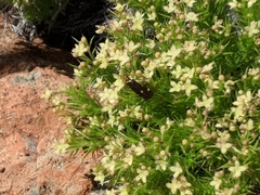 Galium andrewsii