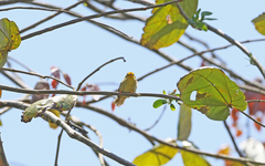 Metopothrix aurantiaca