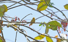 Metopothrix aurantiaca