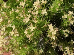Galium andrewsii