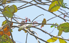 Metopothrix aurantiaca