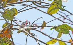Metopothrix aurantiaca