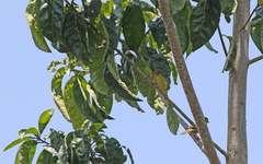 Metopothrix aurantiaca