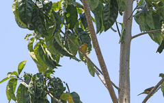 Metopothrix aurantiaca