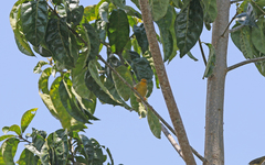 Metopothrix aurantiaca