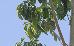 Metopothrix aurantiaca