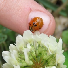 Harmonia axyridis