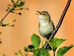 Acrocephalus dumetorum