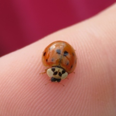Harmonia axyridis