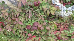 Parthenocissus inserta