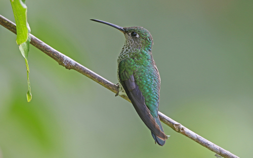 Many-spotted Hummingbird
