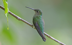 Taphrospilus hypostictus