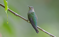 Taphrospilus hypostictus