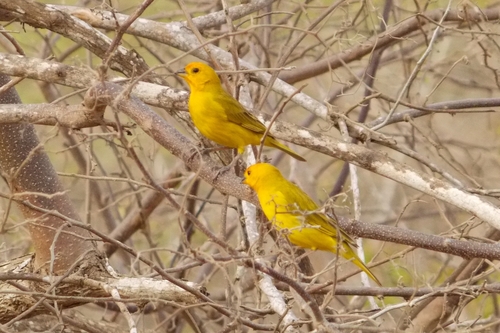 Saffron Finch