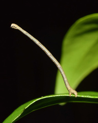 Problepsis digammata