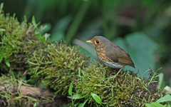 Grallaricula flavirostris