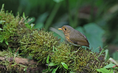 Grallaricula flavirostris