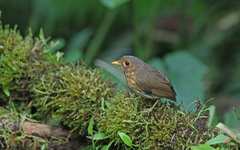 Grallaricula flavirostris