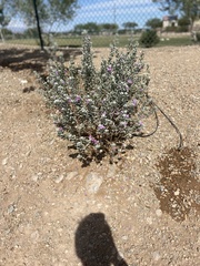 Leucophyllum frutescens