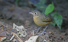 Grallaria haplonota