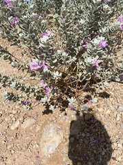 Leucophyllum frutescens
