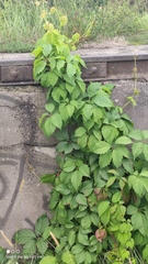 Parthenocissus inserta