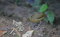 Grallaria haplonota
