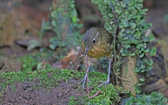 Grallaria haplonota