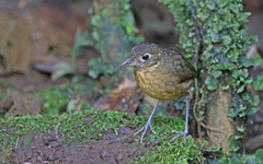 Grallaria haplonota