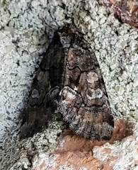 Chytonix sensilis