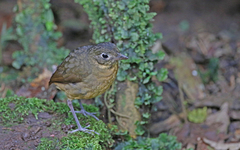 Grallaria haplonota