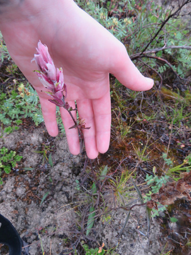 Image of Castilleja raupii by no rights reserved