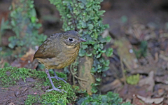 Grallaria haplonota