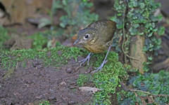Grallaria haplonota