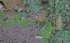 Grallaria haplonota