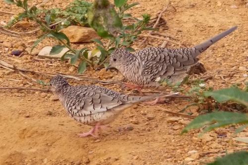 Scaled Dove