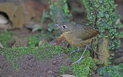 Grallaria haplonota