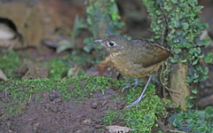 Grallaria haplonota