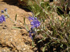 Caryopteris mongholica