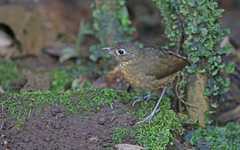Grallaria haplonota