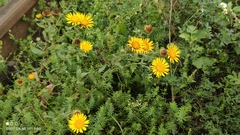 Grindelia squarrosa