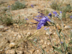Caryopteris mongholica