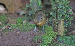 Grallaria haplonota