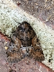 Chytonix sensilis