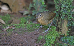 Grallaria haplonota