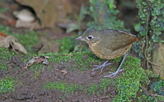 Grallaria haplonota