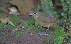 Grallaria haplonota
