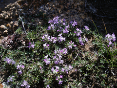 Thymus gobicus