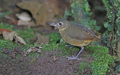 Grallaria haplonota