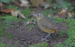 Grallaria haplonota